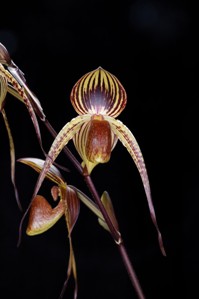 Paphiopedilum Adding Booth Sunset Valley Orchids Too AM/AOS 86 pts.